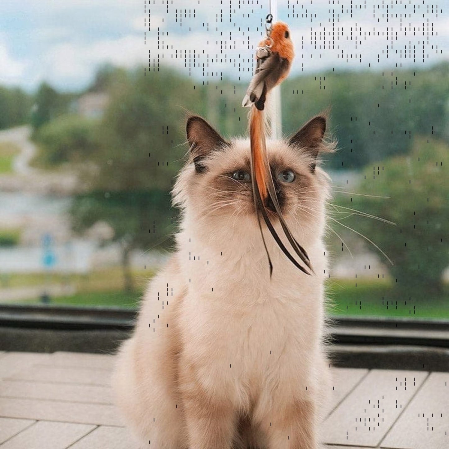 Jaktsverdet - Aktiverer katten din på null komma niks