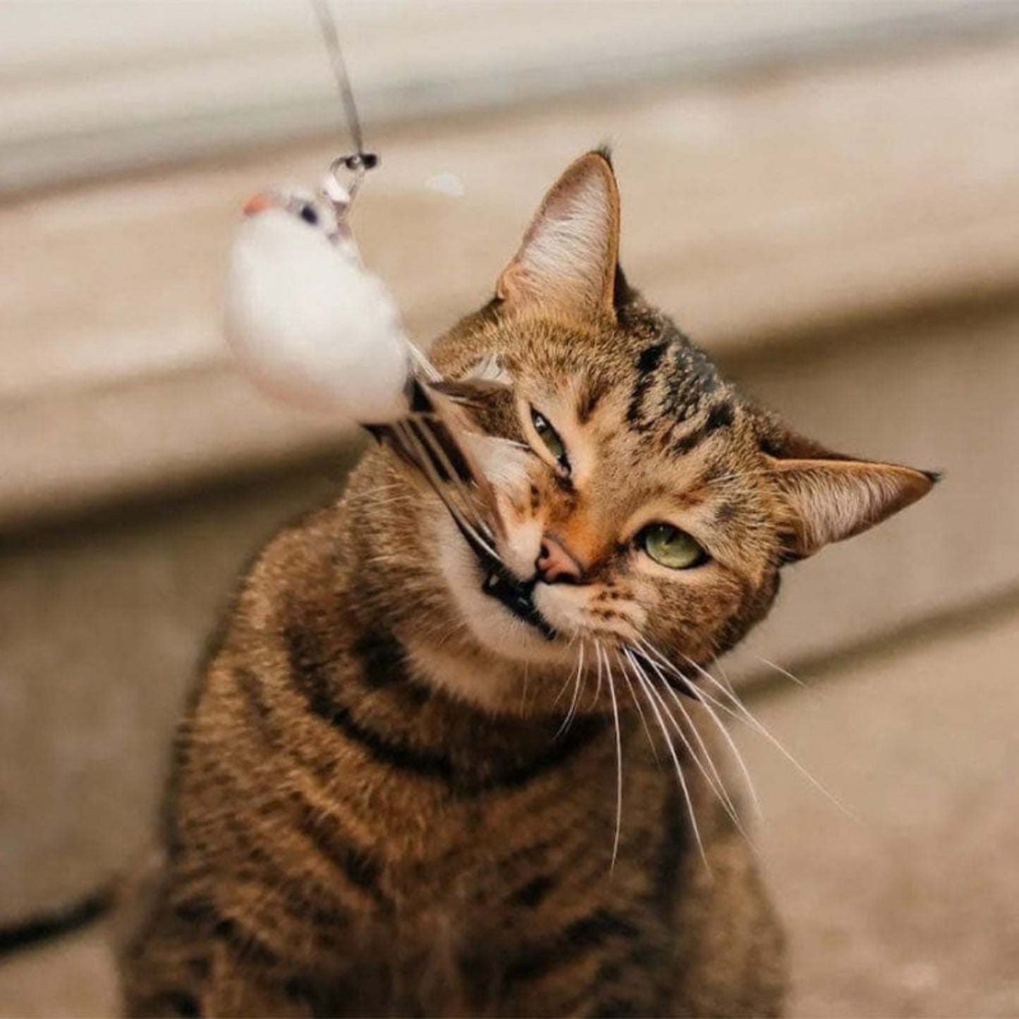 Jaktsverdet - Aktiverer katten din på null komma niks